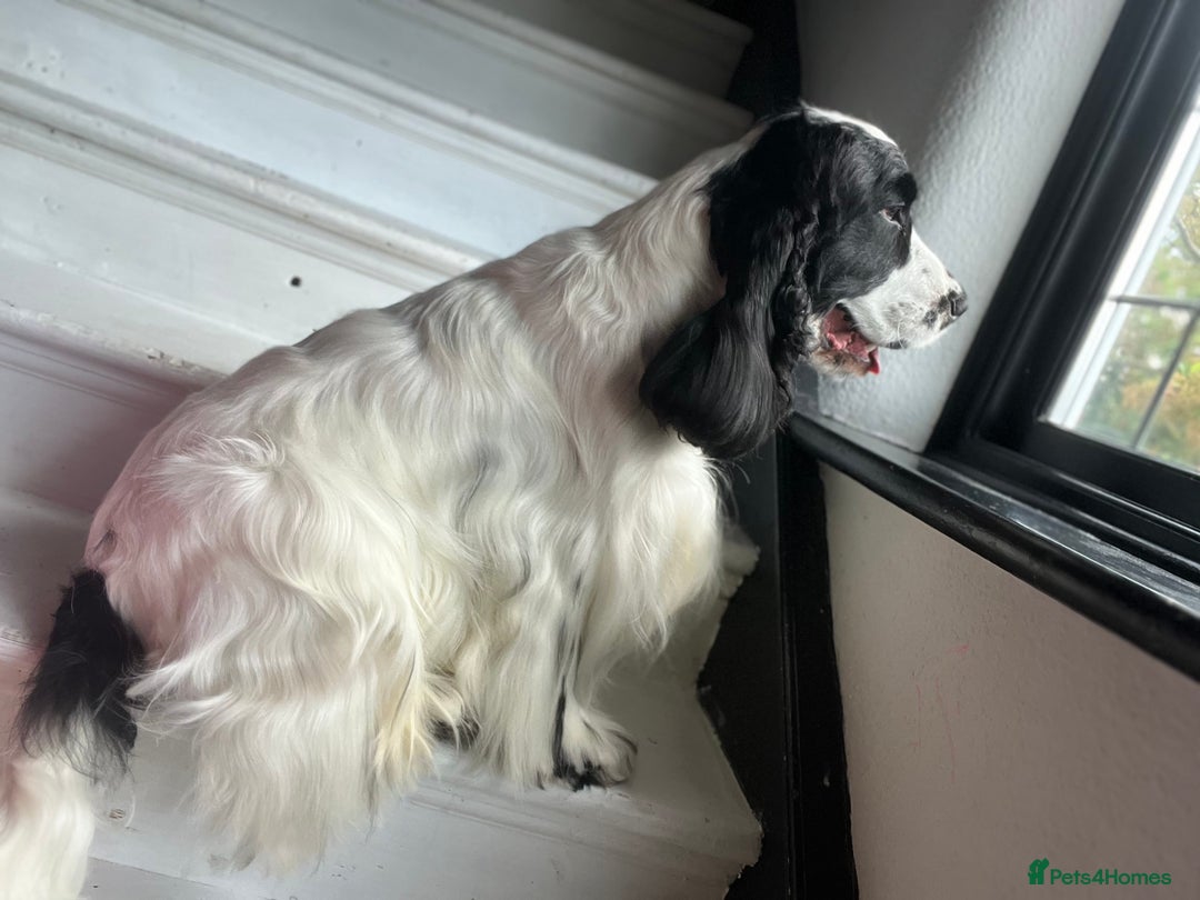 Cocker Spaniel dogs for stud: Unproven stud for free trial - Image 4