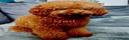 Cavapoo dogs for sale: 🐶 stunning F1B Cavapoos🐶 - Advert 20