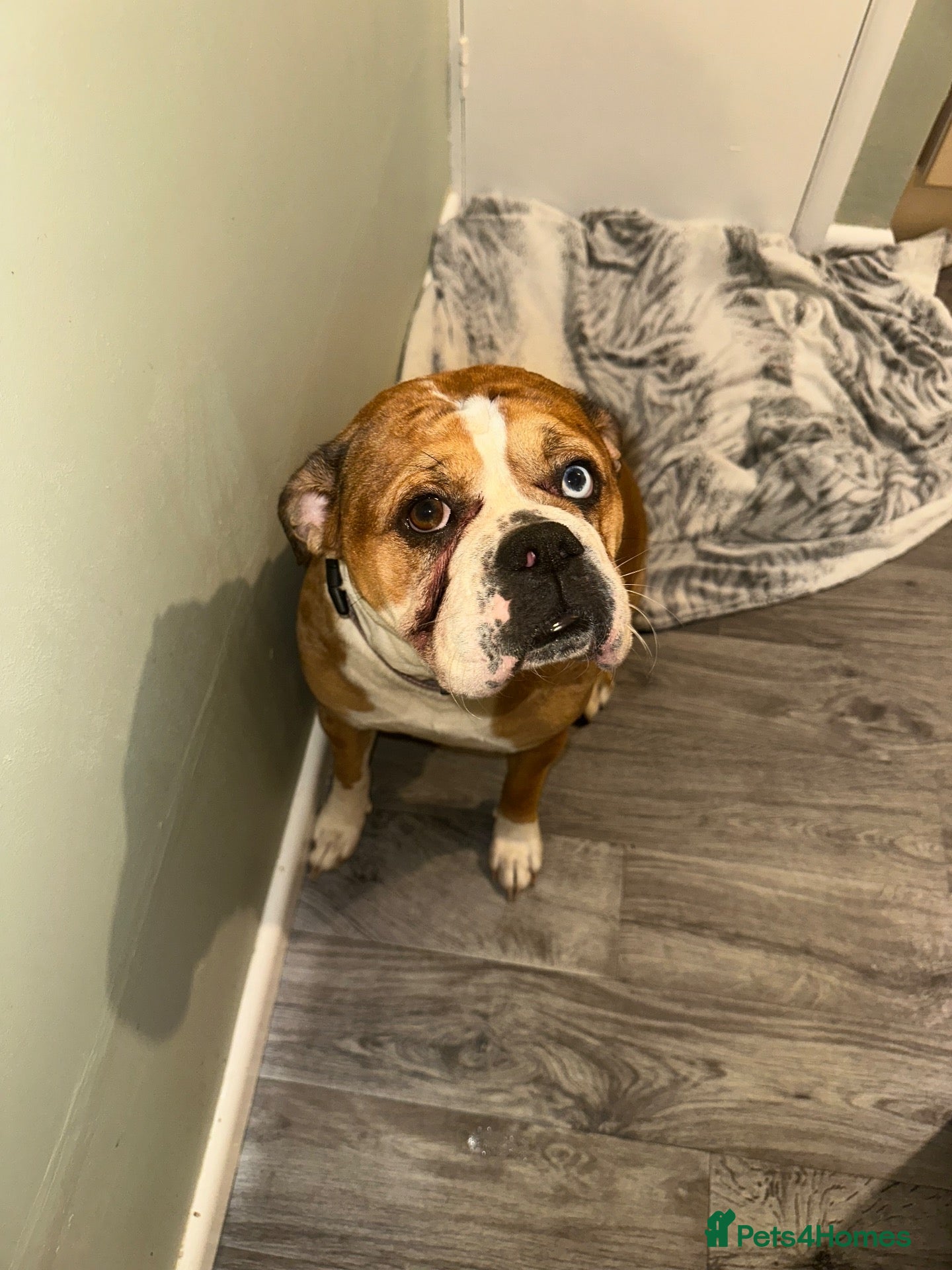 Alapaha Blue Blood Bulldog dogs Looking for a stud for my female - Advert 9