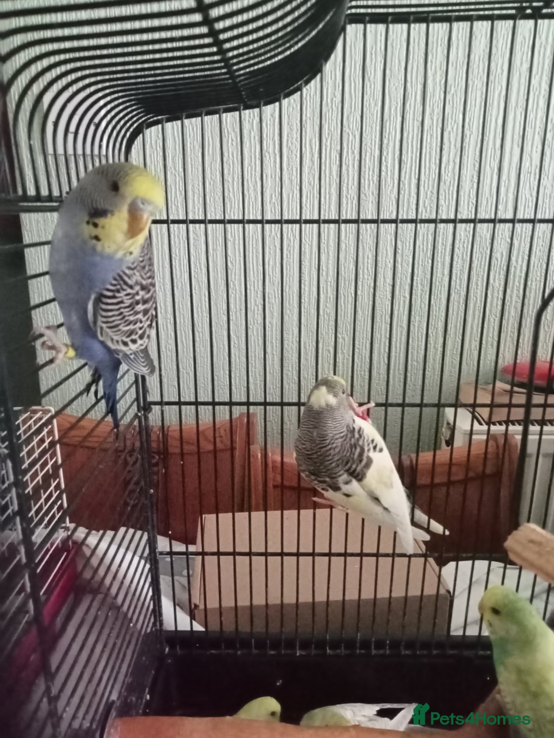 Budgerigars birds for sale: Baby budgies for sale  - Image 4