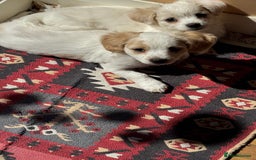 Bichon Frise dogs for sale:  ⸻  🐾 Adorable Bichon Frise Puppies for Sale!  - Image 2