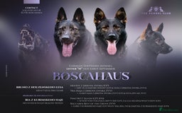 German Shepherd dogs for sale: Czech German Shepherd Male puppy - Image 6