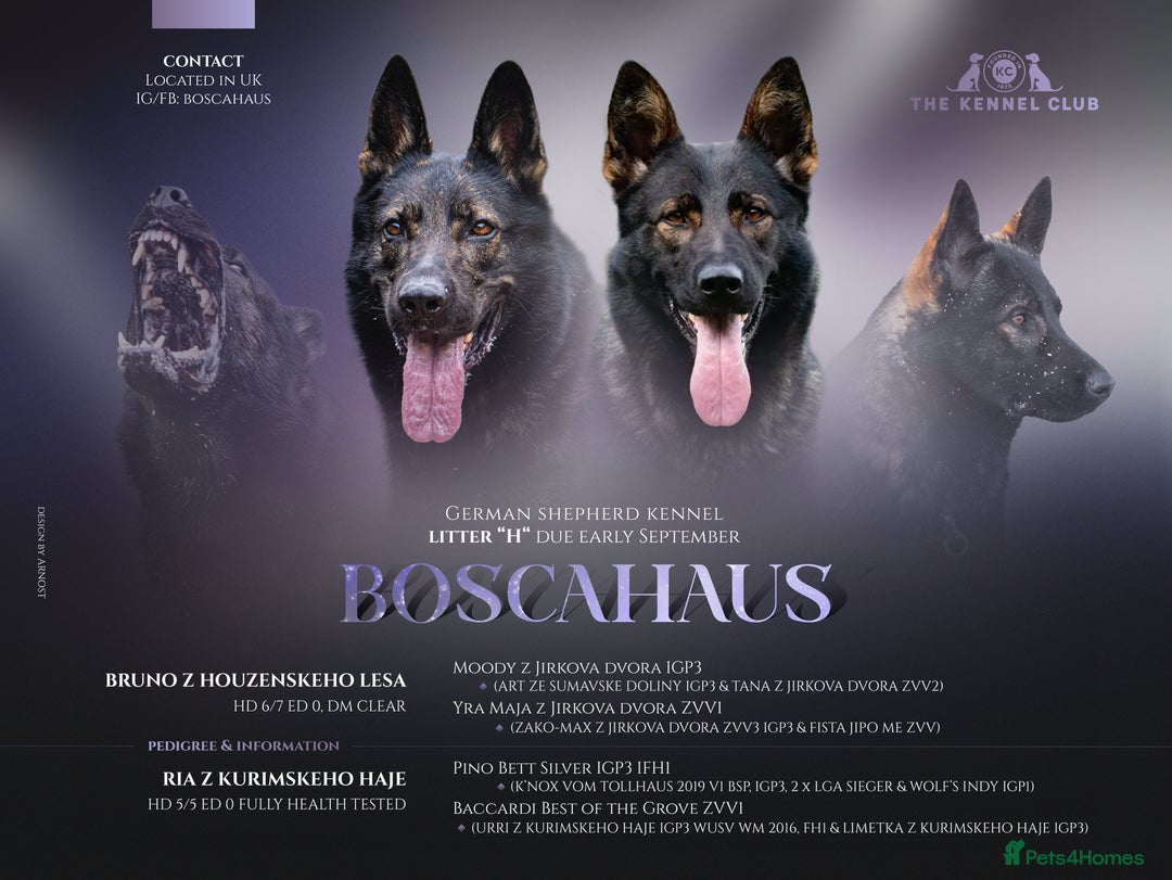 German Shepherd dogs for sale: Czech German Shepherd Male puppy - Image 6