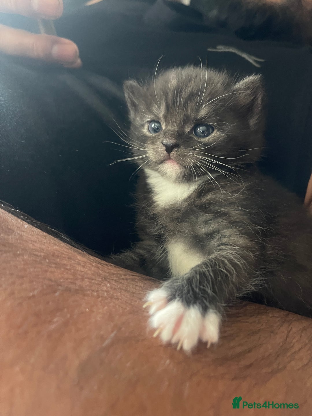 Mixed Breed cats for sale: Cutest Scottish Fold and BSH kittens  - Image 12
