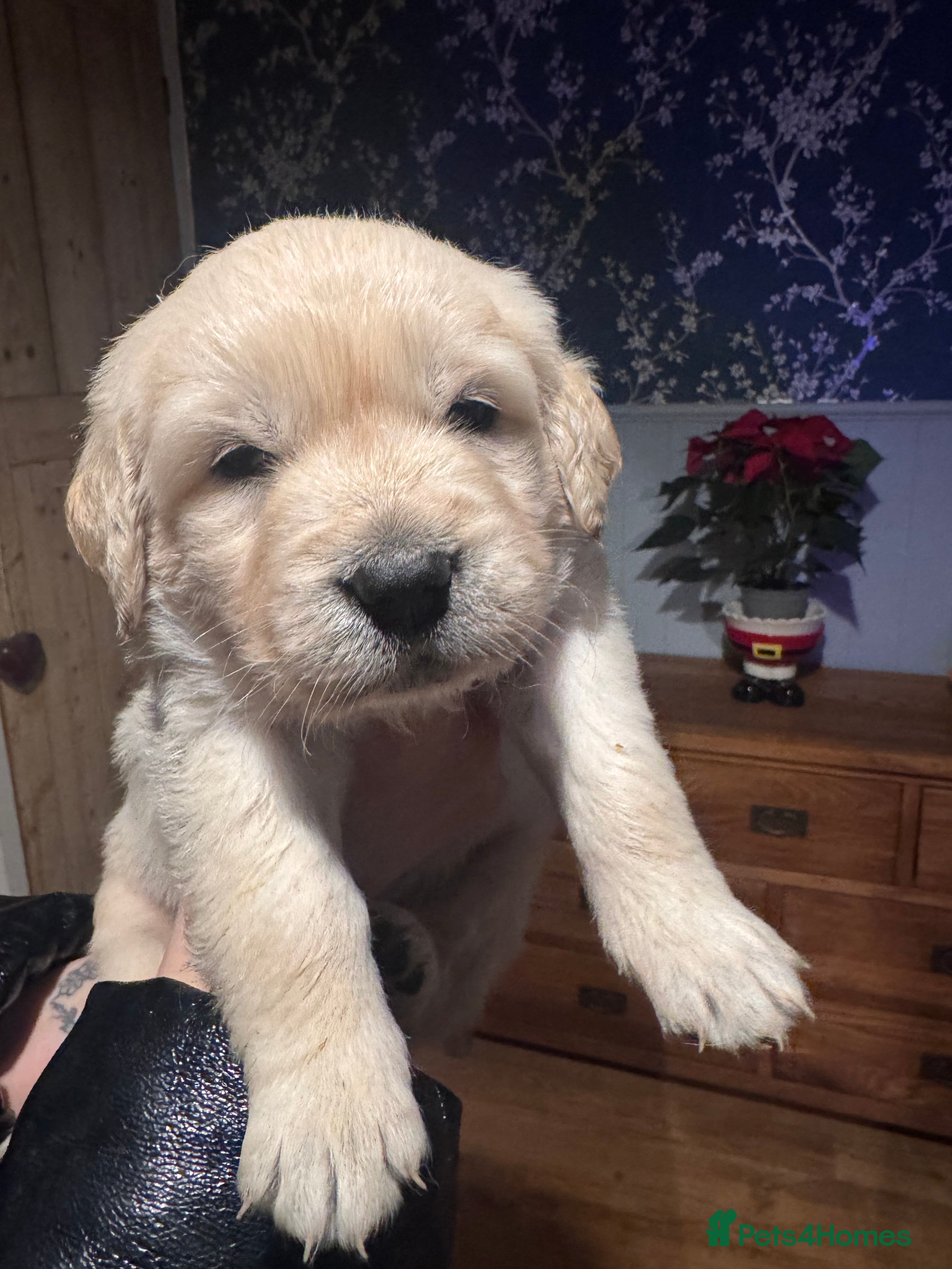 Golden Retriever dogs Beautiful and fluffy Golden Retriever puppies - Advert 1