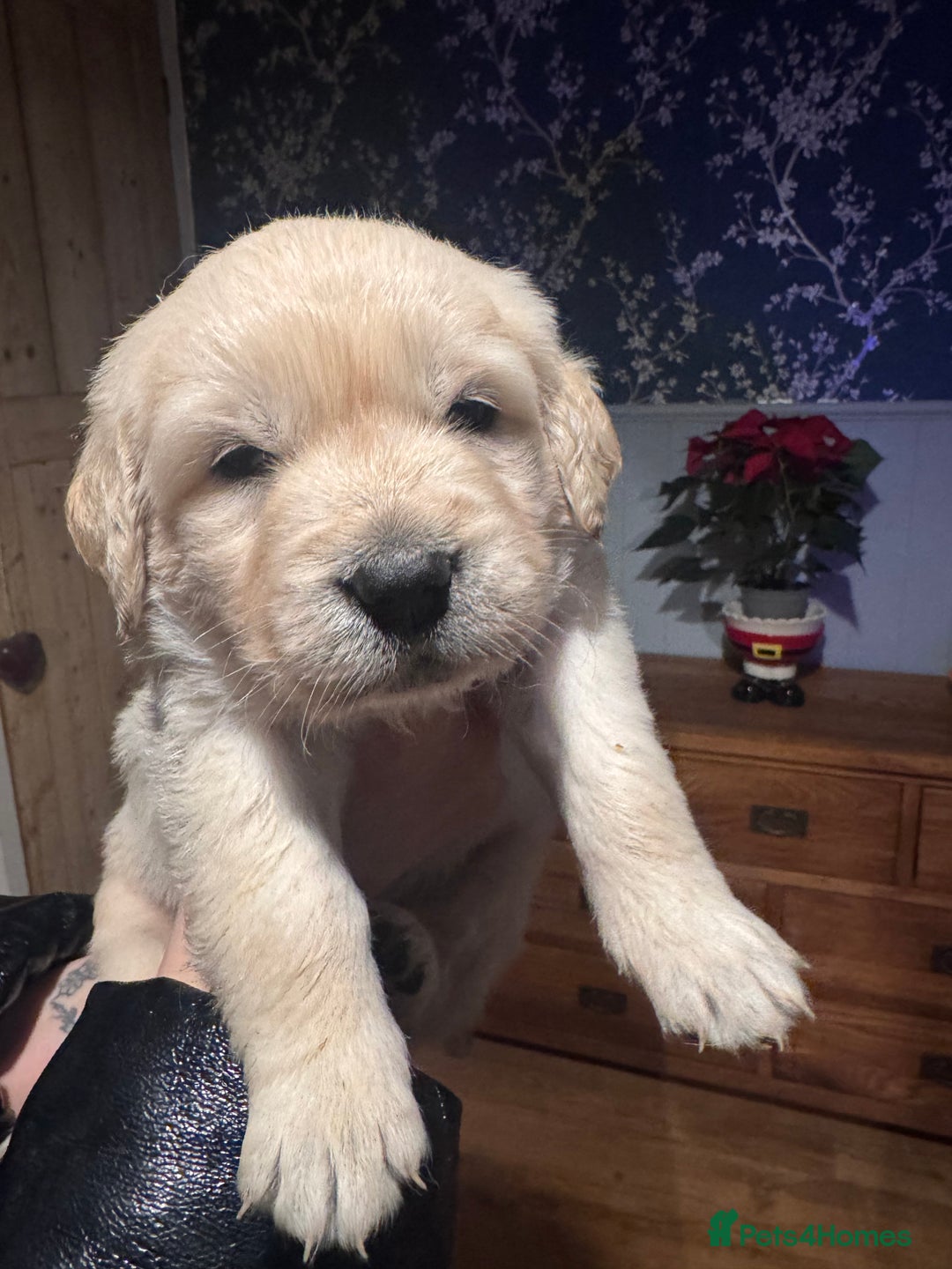 Golden Retriever dogs for sale: Beautiful and fluffy Golden Retriever puppies - Advert 1