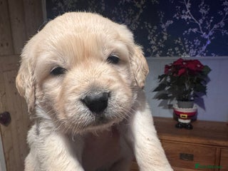 Golden Retriever dogs Beautiful and fluffy Golden Retriever puppies - Advert 1