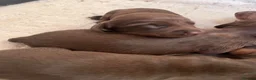 Dachshund dogs for sale: Stunning Dachshunds  - Advert 3