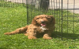 Cockapoo dogs for sale: F1 Cockapoo Puppies DNA hereditary clear - Image 7