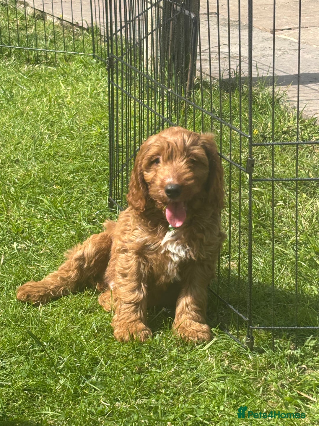 Cockapoo dogs for sale: F1 Cockapoo Puppies DNA hereditary clear - Image 7