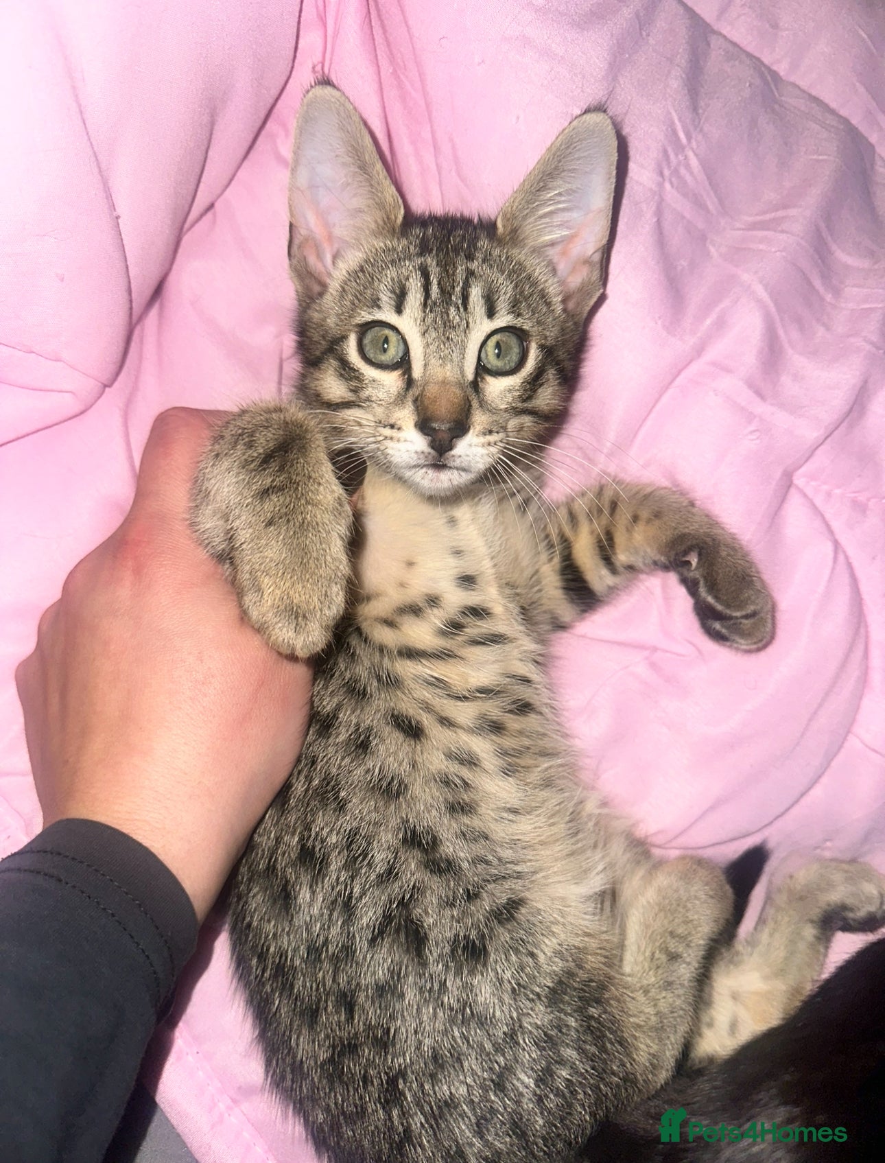 Savannah cats Savannah F4 TICA registered boy - Advert 4