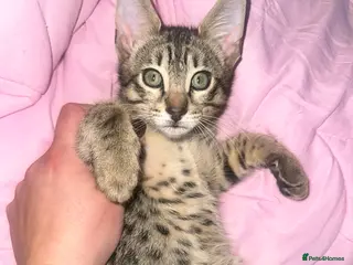 Savannah cats Savannah F4 TICA registered boy - Advert 1