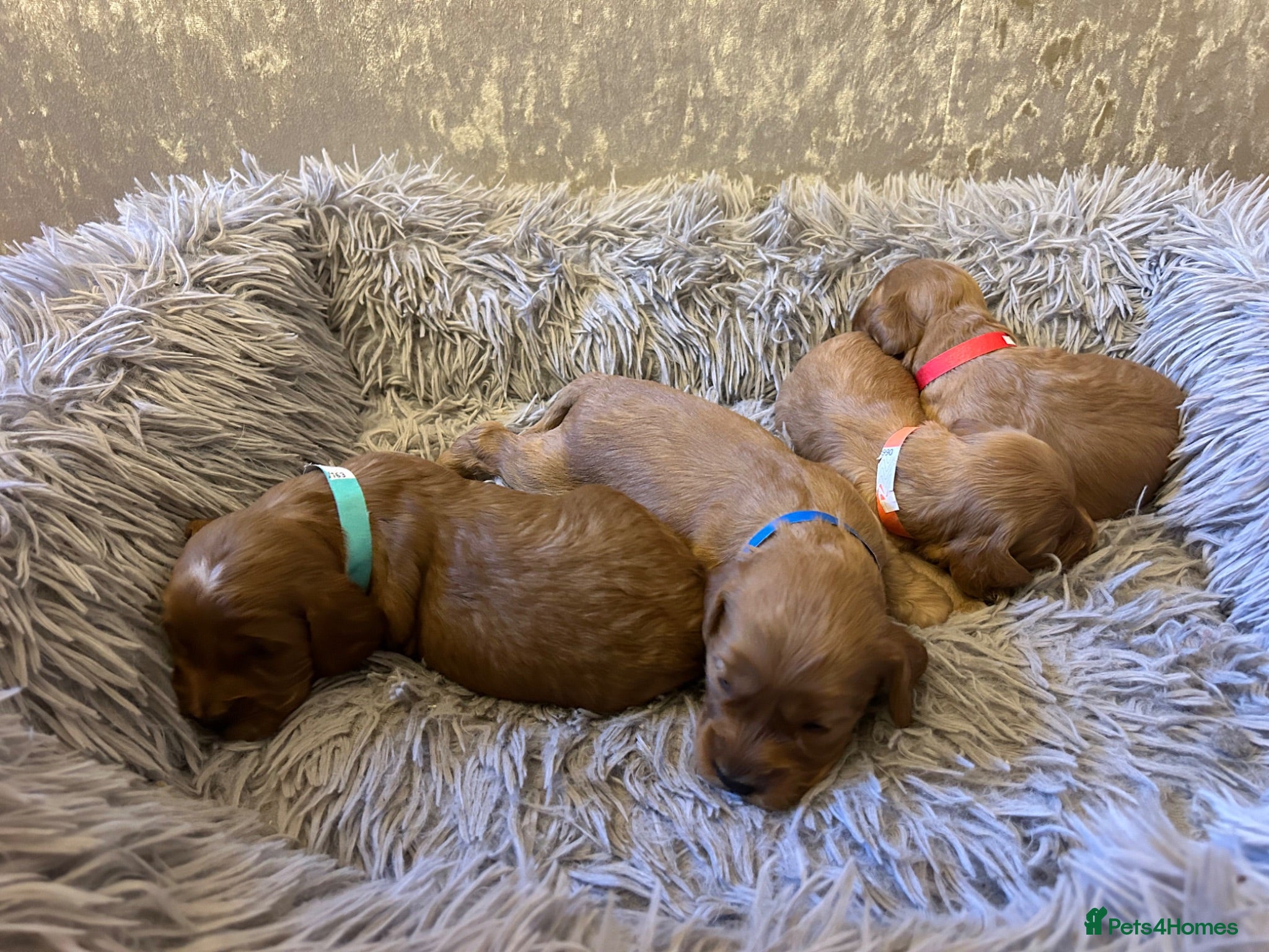 Cockapoo dogs 9 Gorgeous Cockapoo Puppies  - Advert 2