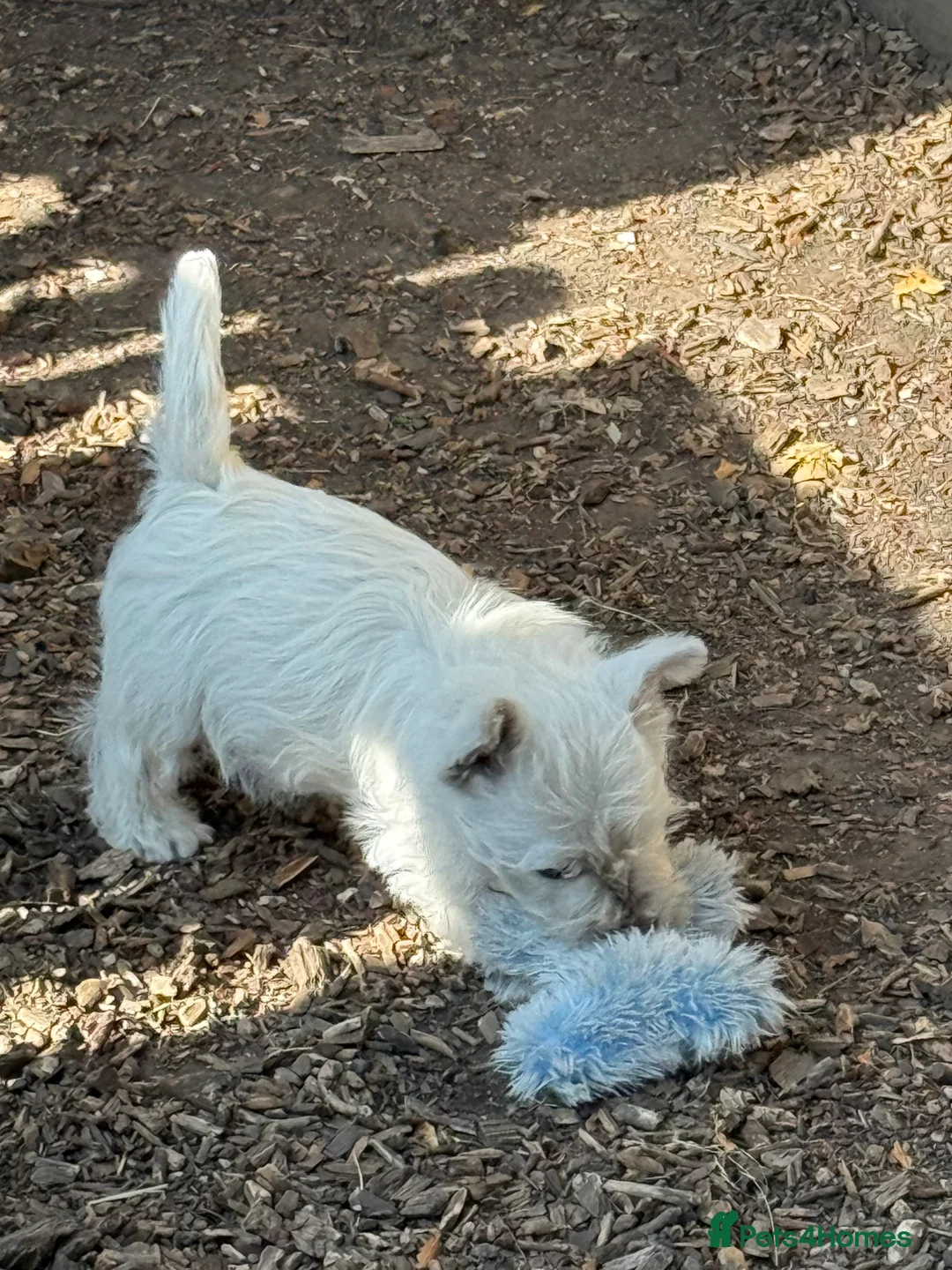 West Highland Terrier dogs for sale: PRICE REDUCED !!! 1 BOY AVAILABLE !!! - Advert 19