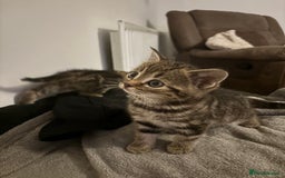 Scottish Fold cats for sale: Scottish straight cross  - Image 4