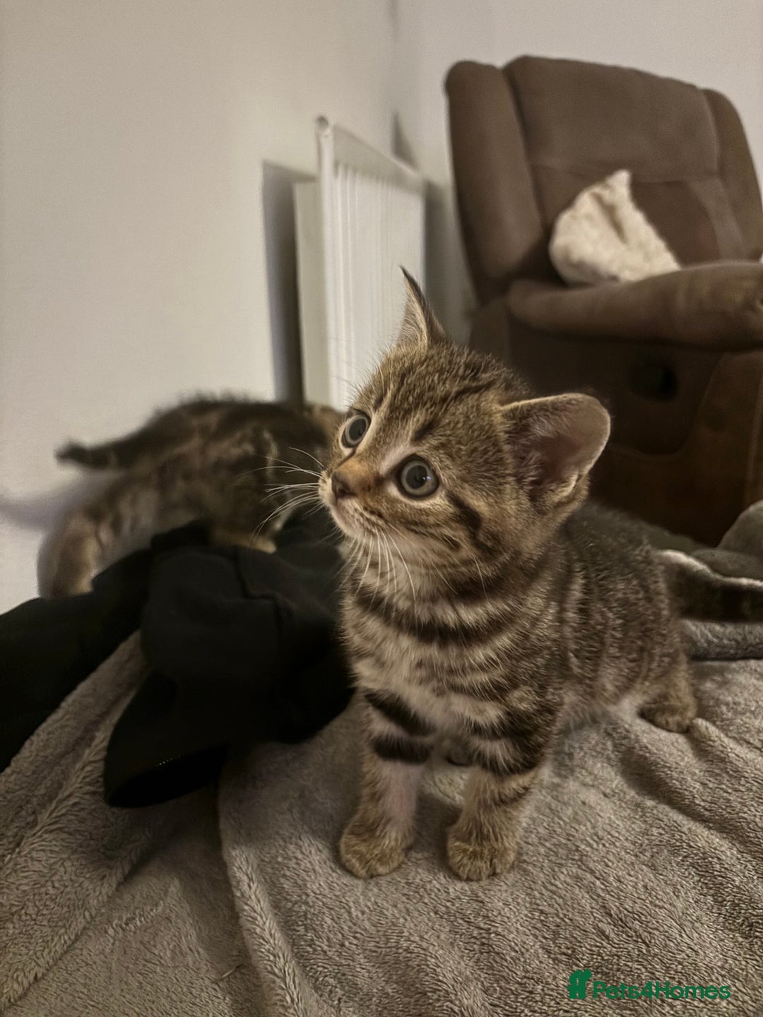 Scottish Fold cats for sale: Scottish straight cross  - Image 4