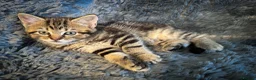 Mixed Breed cats for sale: 4 stunning kittens in Stanley - Advert 6