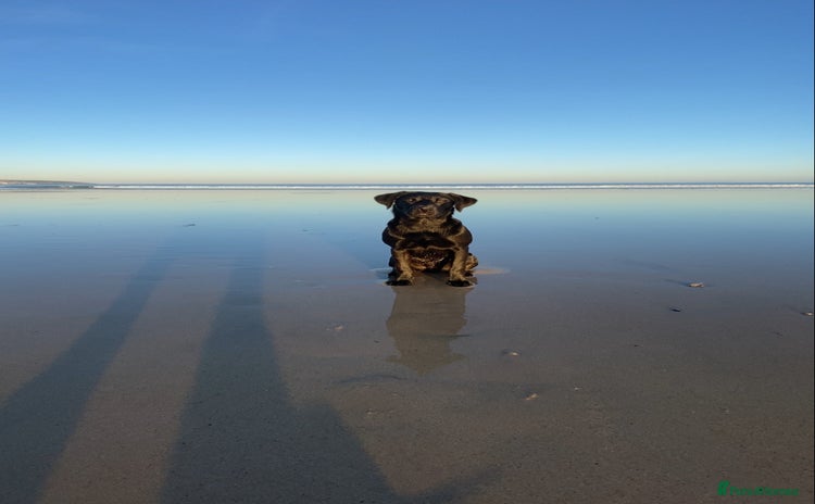 Labrador Retriever dogs K.C. Black Labrador for Stud! - Advert 1