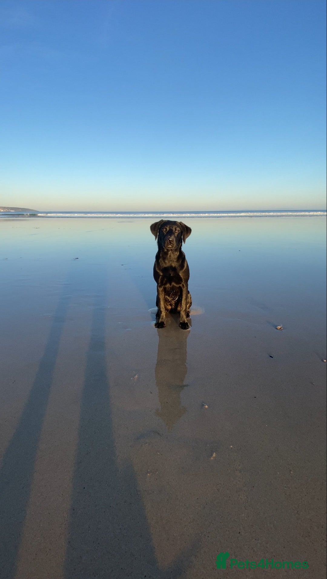 Labrador Retriever dogs for stud: K.C. Black Labrador for Stud! - Advert 1