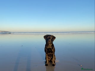 Labrador Retriever dogs for stud: K.C. Black Labrador for Stud! - Advert 1