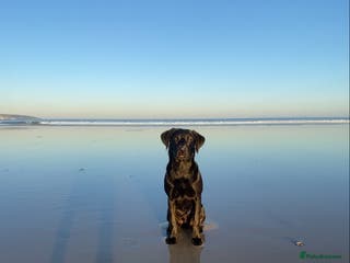 Labrador Retriever dogs K.C. Black Labrador for Stud! - Advert 14