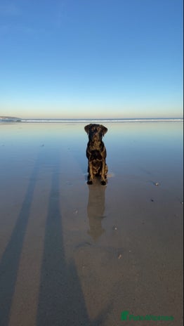 Labrador Retriever dogs K.C. Black Labrador for Stud! - Advert 1