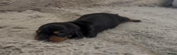 Miniature Dachshund dogs for sale: Beutiful mini dachshund pups  - Advert 17