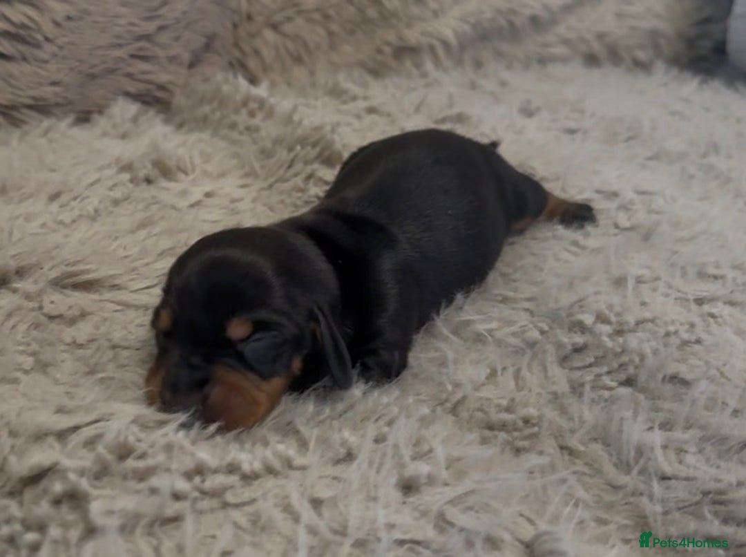 Miniature Dachshund dogs for sale: Beutiful mini dachshund pups  - Advert 17