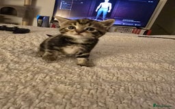 British Shorthair cats for sale: 🐱Four  Sisters Looking for Their Forever Homes!  - Image 2