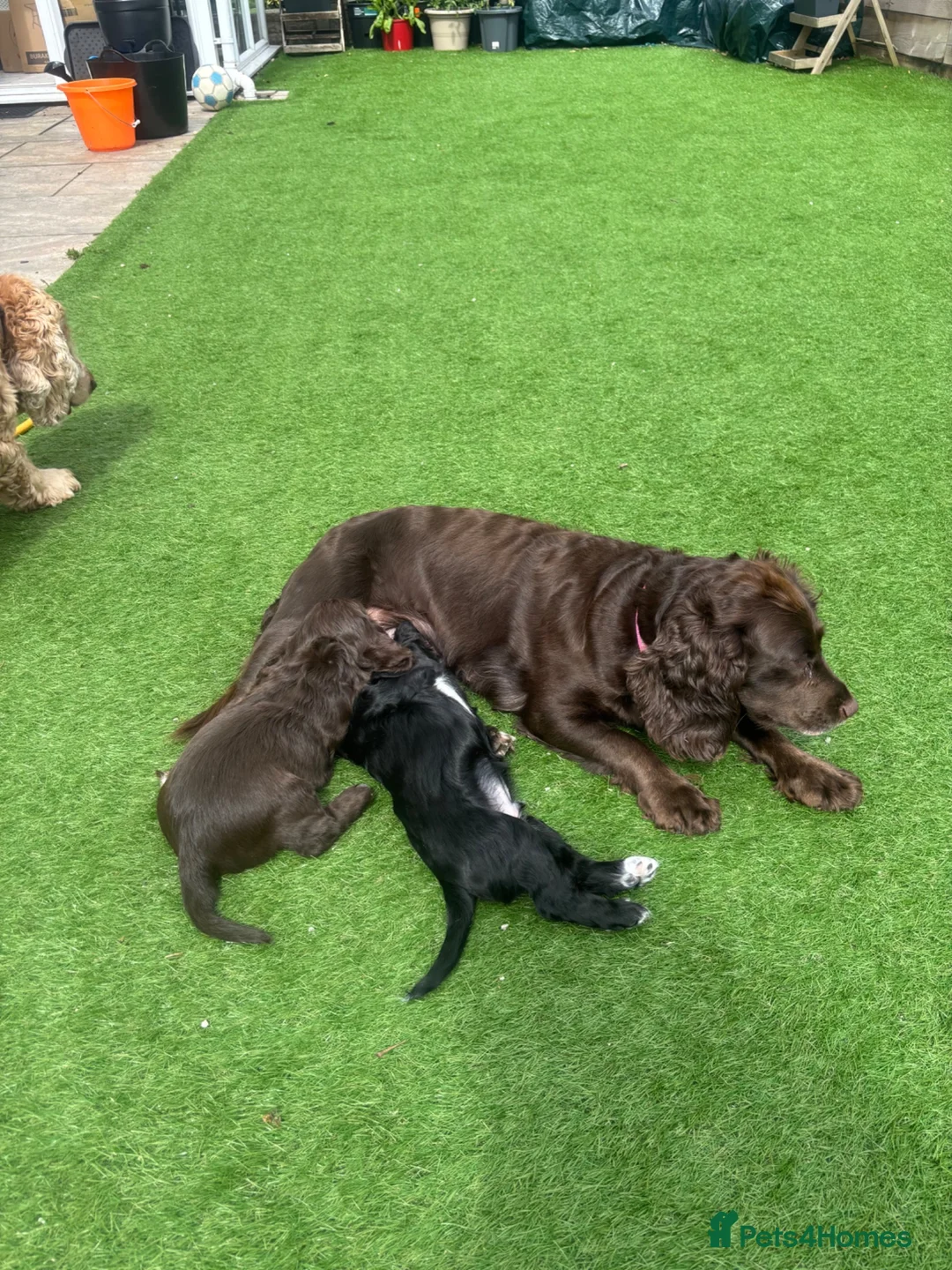 Cocker Spaniel dogs for sale: Black working Cocker Spaniel male - Advert 2