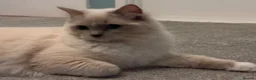 Ragdoll cats for sale: Pair of Ragdoll registered kittens - Advert 4