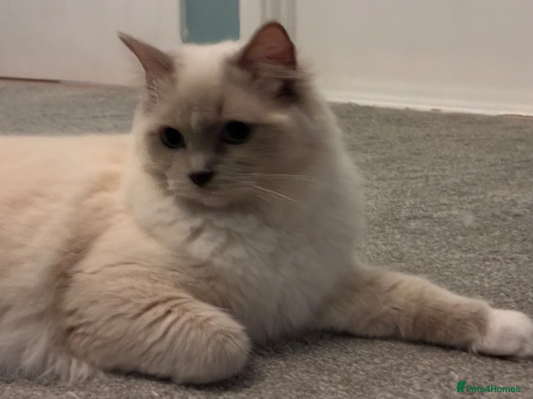 Ragdoll cats for sale: Pair of Ragdoll registered kittens - Advert 4