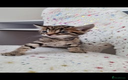 Mixed Breed cats for sale: Beautiful kittens looking for their forever homes - Image 4