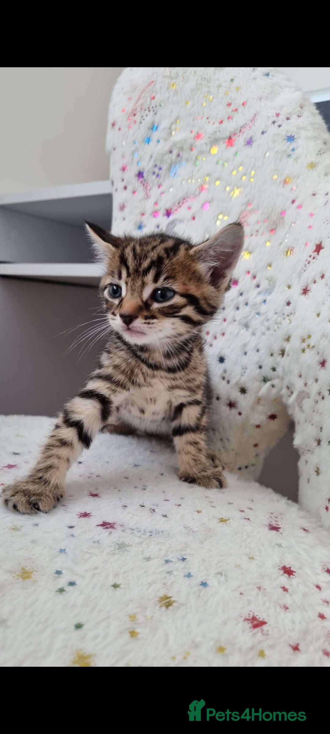 Mixed Breed cats for sale: Beautiful kittens looking for their forever homes - Image 4