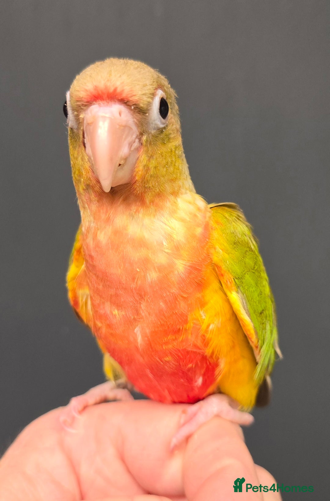 Conures birds for sale: Stunning Handreared Baby Conures!!! - Advert 3
