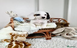 Miniature Dachshund dogs for sale: 𝕃𝕠𝕟𝕘 𝕙𝕒𝕚𝕣 𝕞𝕚𝕟𝕚 𝔻𝕒𝕔𝕙𝕤𝕙𝕦𝕟𝕕𝕤 - Image 9