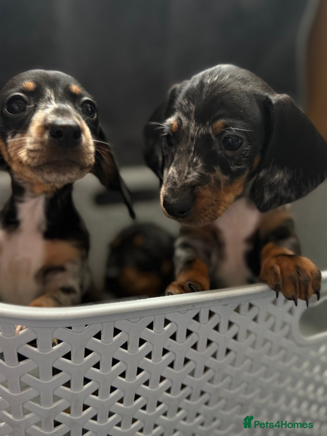 Dachshund dogs for sale: Miniature dachshund  - Image 12