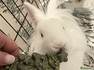 Mixed Breed rabbits Junior - neutered male for rehome - Advert 14