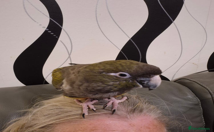 Parrots birds - Advert 4