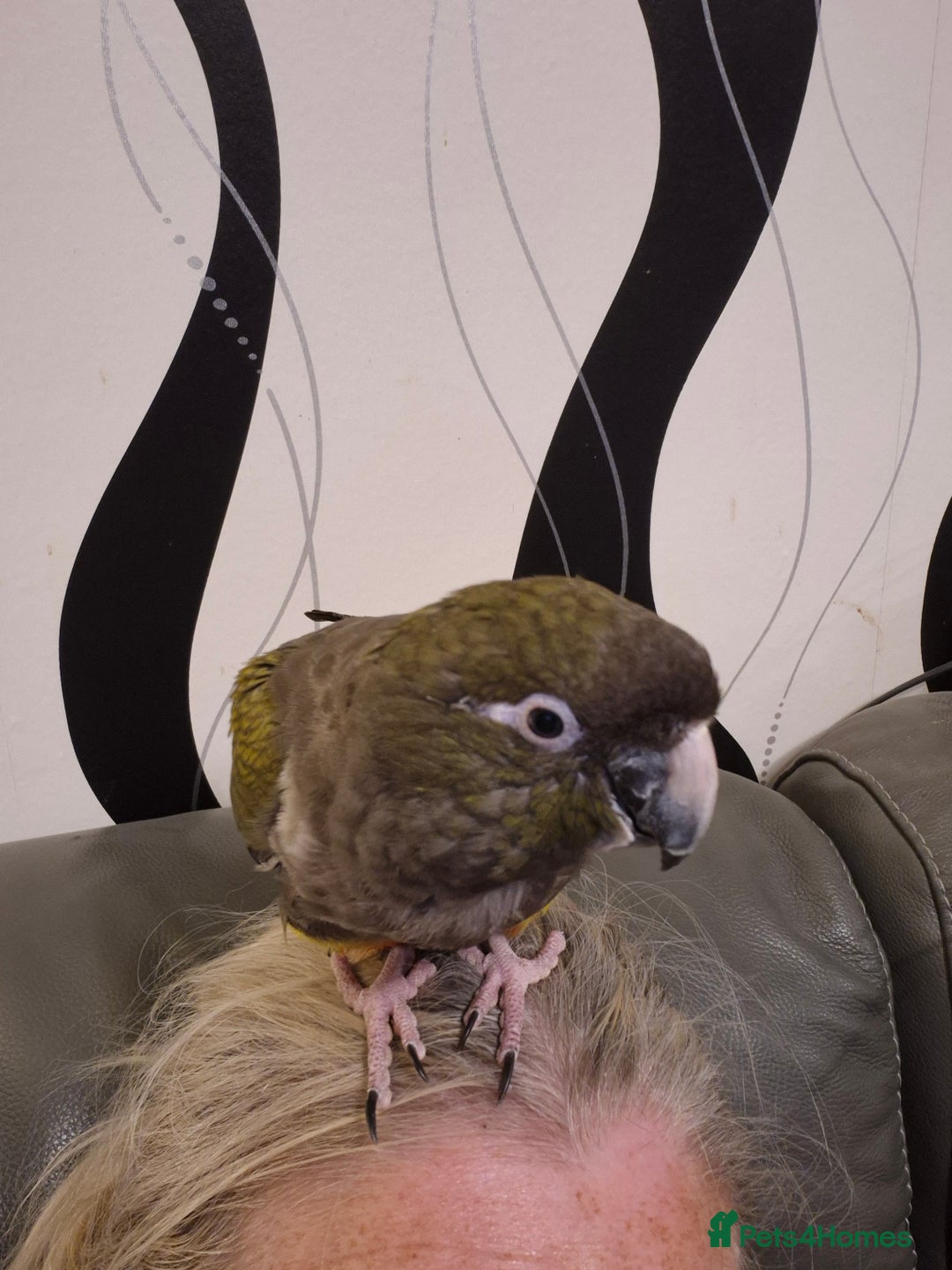Parrots birds for sale: Patagonian conure - Image 1