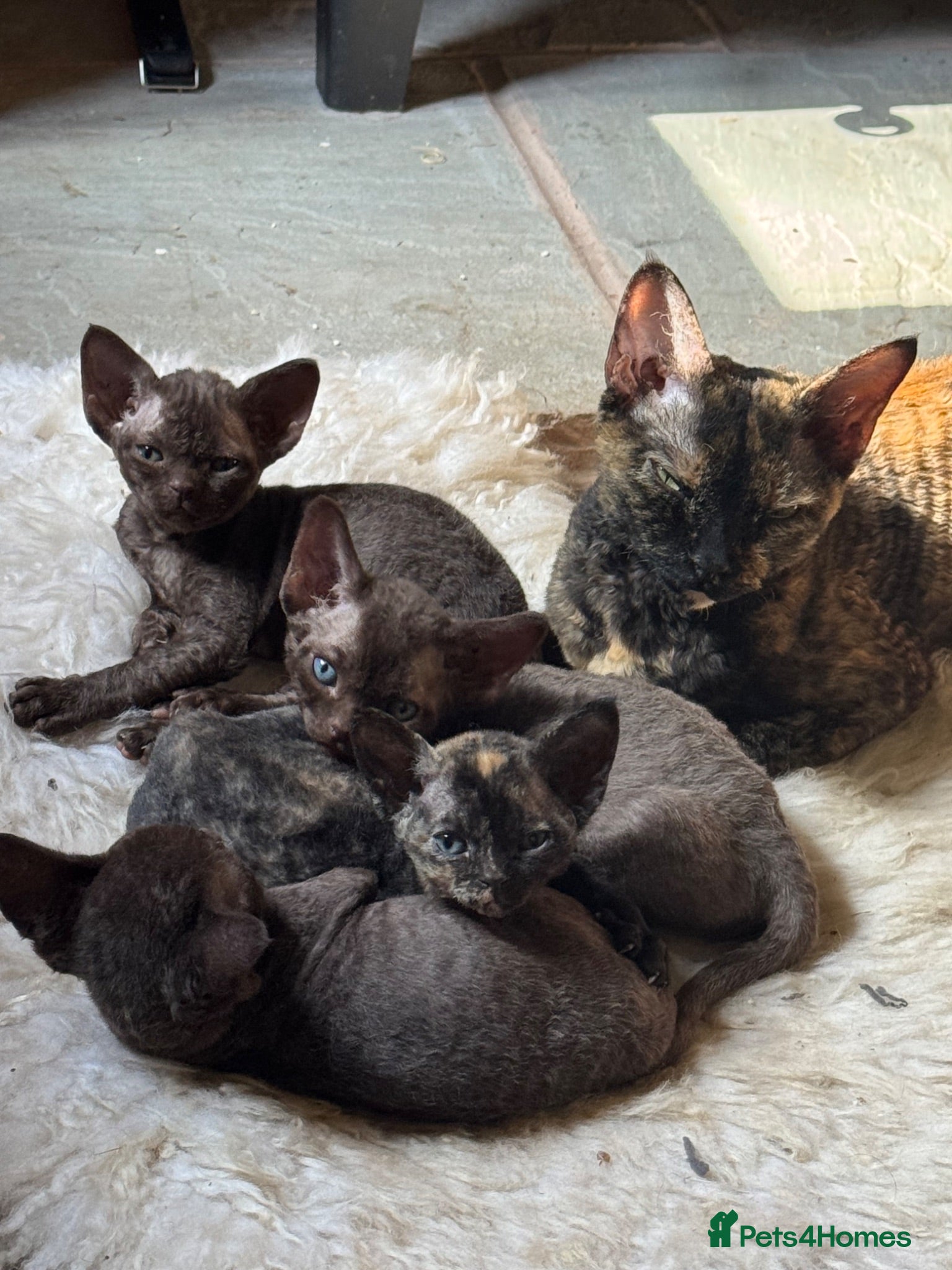 Devon Rex cats Ready now- GCCF Chocolate Devon Rex girl  - Advert 2