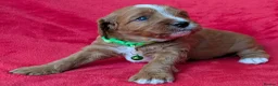 Cavapoo dogs for sale: Adorable Cavapoo Puppies From Licensed Breeder - Advert 14
