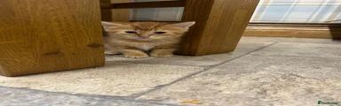 Full ginger female 