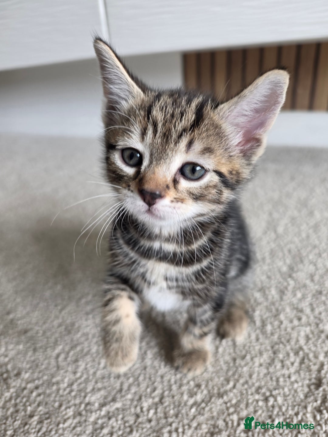 Bengal cats for sale: 2 Gorgeous Bengal x Short Hair kittens for sale - Image 1