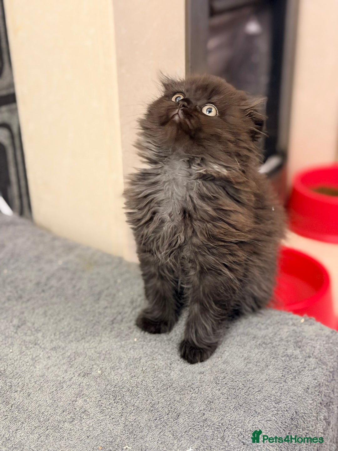 Scottish Fold cats for sale: Scottish fold kittens for sale! - Advert 21