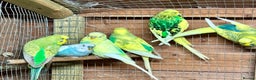 Budgerigars birds for sale: Beautiful Budgies for sale - Advert 1