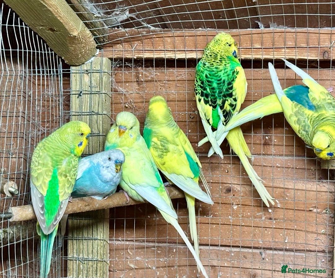 Budgerigars birds for sale: Beautiful Budgies for sale - Advert 1