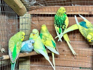 Budgerigars birds for sale: Beautiful Budgies for sale - Advert 1