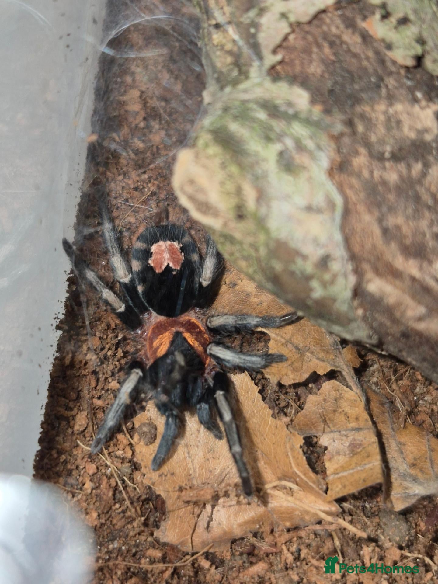 Tarantulas invertebrates Trinand dwarf tarantula  - Advert 12