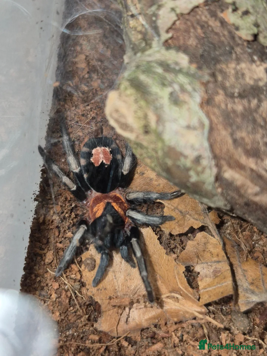 Tarantulas invertebrates for sale: Trinand dwarf tarantula  in Rotherham - Advert 1